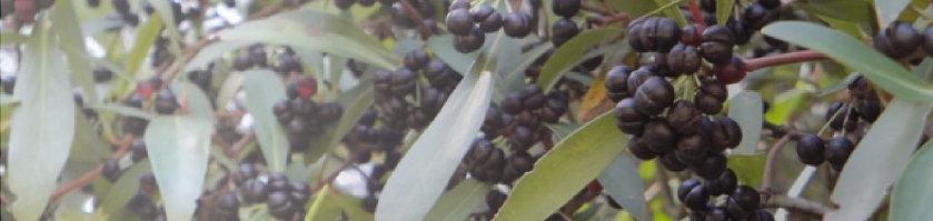 Tasmanian Mountain Pepper Berries or Native Peppe