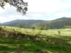 View to Mt. Arthur