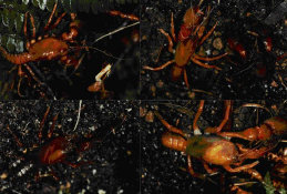 Tasmanian Burrowing Crayfish