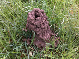 Chimneys of Burrowing Crayfish