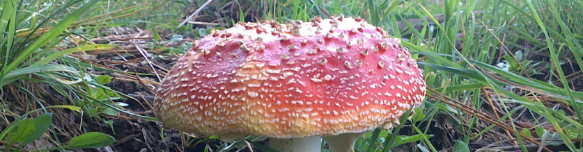 Death cap mushrooms