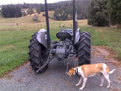 Ruby the farm dog assessing the quality of the paint job