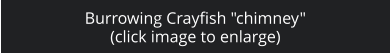 Burrowing Crayfish "chimney" (click image to enlarge)