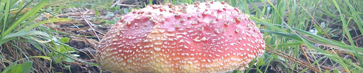 Fly Agaric mushroom growing on Bronzewing Farm